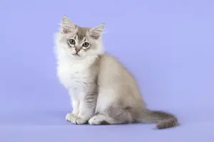 Tiffanie: Cat Tiffannie 9 week old kitten