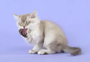 Tiffanie: Cat Tiffannie 9 week old kitten