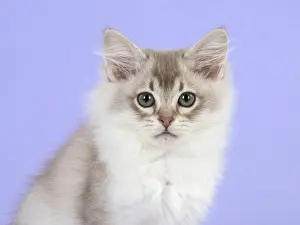 Tiffanie: Cat Tiffannie 9 week old kitten
