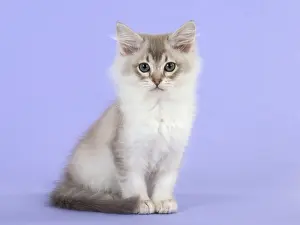 Tiffanie: Cat Tiffannie 9 week old kitten