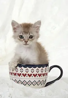 Tiffanie: Cat Tiffannie 9 week old kitten