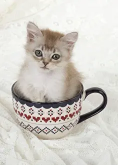 Tiffanie: Cat Tiffannie 9 week old kitten