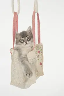 Tiffanie: CAT. Tiffannie kitten in a little bag