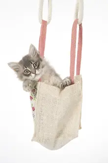 Tiffanie: CAT. Tiffannie kitten in a little bag