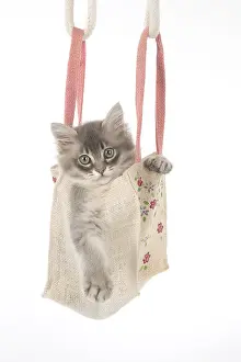 Tiffanie: CAT. Tiffannie kitten in a little bag