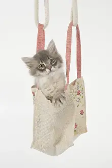 Tiffanie: CAT. Tiffannie kitten in a little bag