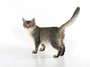 Waving: Cat Tiffannie Somali X breed