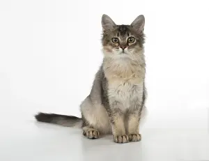 Tiffanie: Cat Tiffannie Somali X breed
