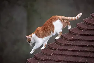Agility: CAT - on tiled roof