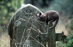 Churches: CAT - ON TOMBSTONE LONG GRASS