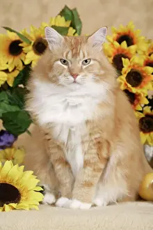 Tomcat: Cat - Tomcat ginger tabby and white sitting in