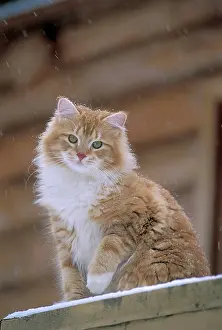 Tomcat: Cat - Tomcat ginger tabby and white sitting on deck in snow
