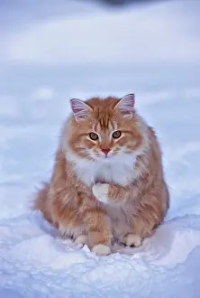 Tomcat: Cat - Tomcat ginger tabby and white sitting in snow