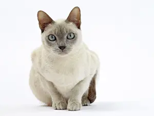 Tonkinese: Cat - Tonkinese
