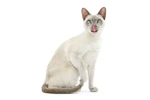 Tonkinese: Cat - Tonkinese