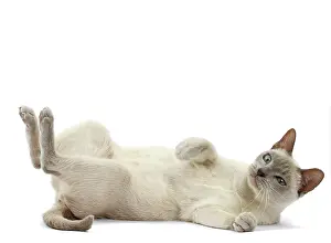Tonkinese: Cat - Tonkinese