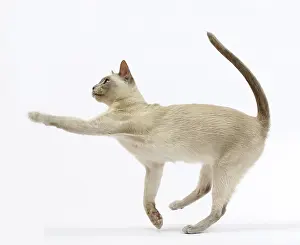 Tonkinese: Cat - Tonkinese