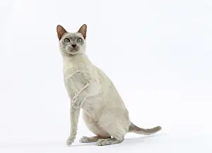 Tonkinese: Cat - Tonkinese