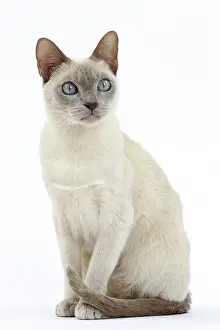 Tonkinese: Cat - Tonkinese