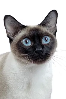 Tonkinese: Cat - Tonkinese