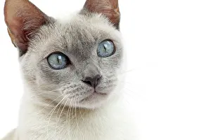 Tonkinese: Cat - Tonkinese