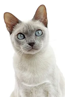 Tonkinese: Cat - Tonkinese