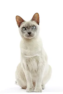 Tonkinese: Cat - Tonkinese