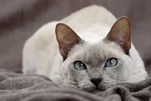 Tonkinese: Cat - Tonkinese