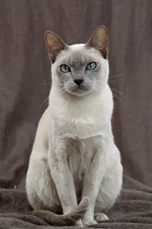 Tonkinese: Cat - Tonkinese