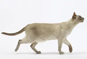 Tonkinese: Cat - Tonkinese
