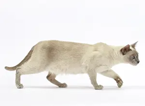 Tonkinese: Cat - Tonkinese