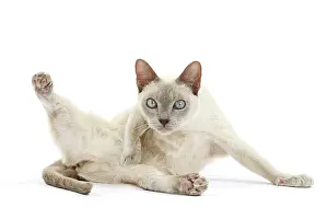 Tonkinese: Cat - Tonkinese