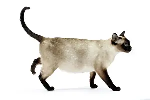 Tonkinese: Cat - Tonkinese
