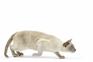 Tonkinese: Cat - Tonkinese