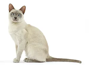 Tonkinese: Cat - Tonkinese