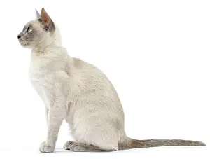 Tonkinese: Cat - Tonkinese