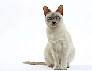 Tonkinese: Cat - Tonkinese