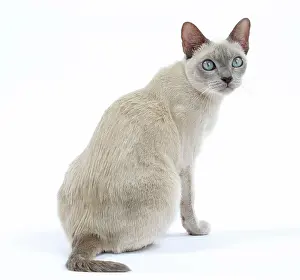 Tonkinese: Cat - Tonkinese