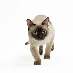 Tonkinese: Cat - Tonkinese