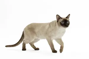Tonkinese: Cat - Tonkinese