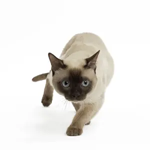Tonkinese: Cat - Tonkinese