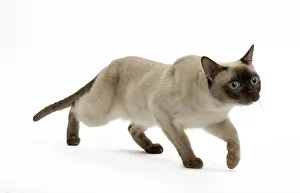 Tonkinese: Cat - Tonkinese