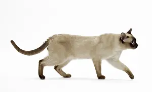 Tonkinese: Cat - Tonkinese