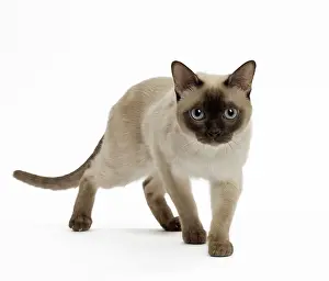 Tonkinese: Cat - Tonkinese