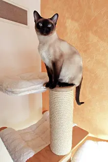 Tonkinese: Cat - Tonkinese - on cat tree