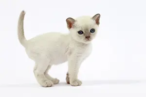 Tonkinese: Cat - Tonkinese kitten
