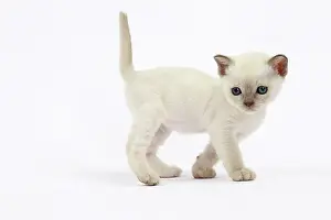 Tonkinese: Cat - Tonkinese kitten