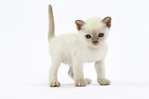 Tonkinese: Cat - Tonkinese kitten