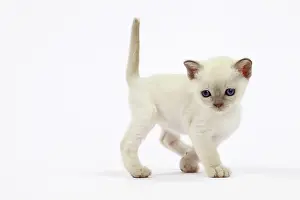 Tonkinese: Cat - Tonkinese kitten