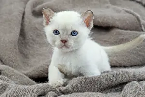 Tonkinese: Cat - Tonkinese kitten in blanket
